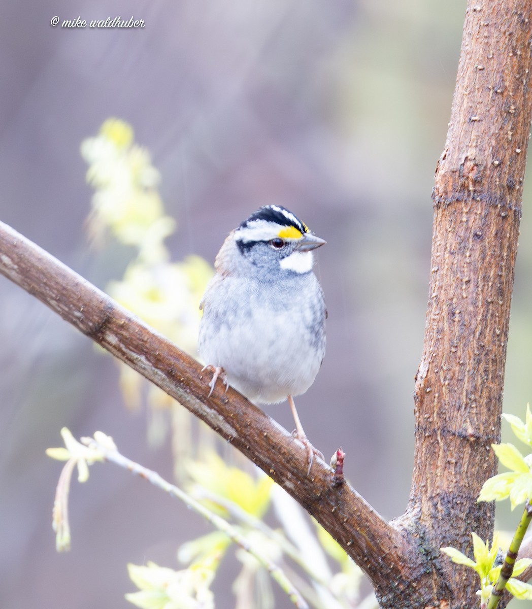White-throated Sparrow - ML618640077