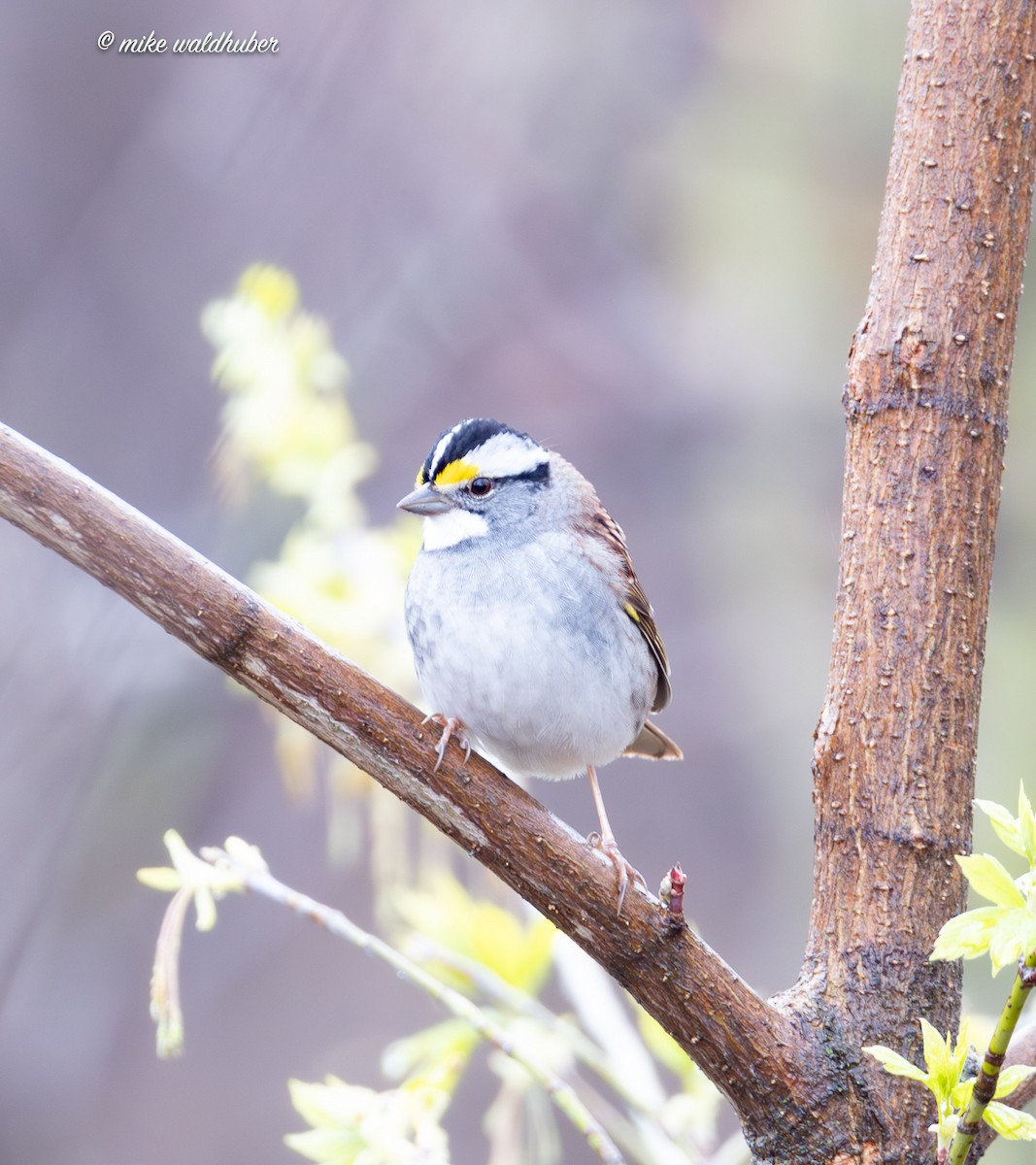 White-throated Sparrow - ML618640078