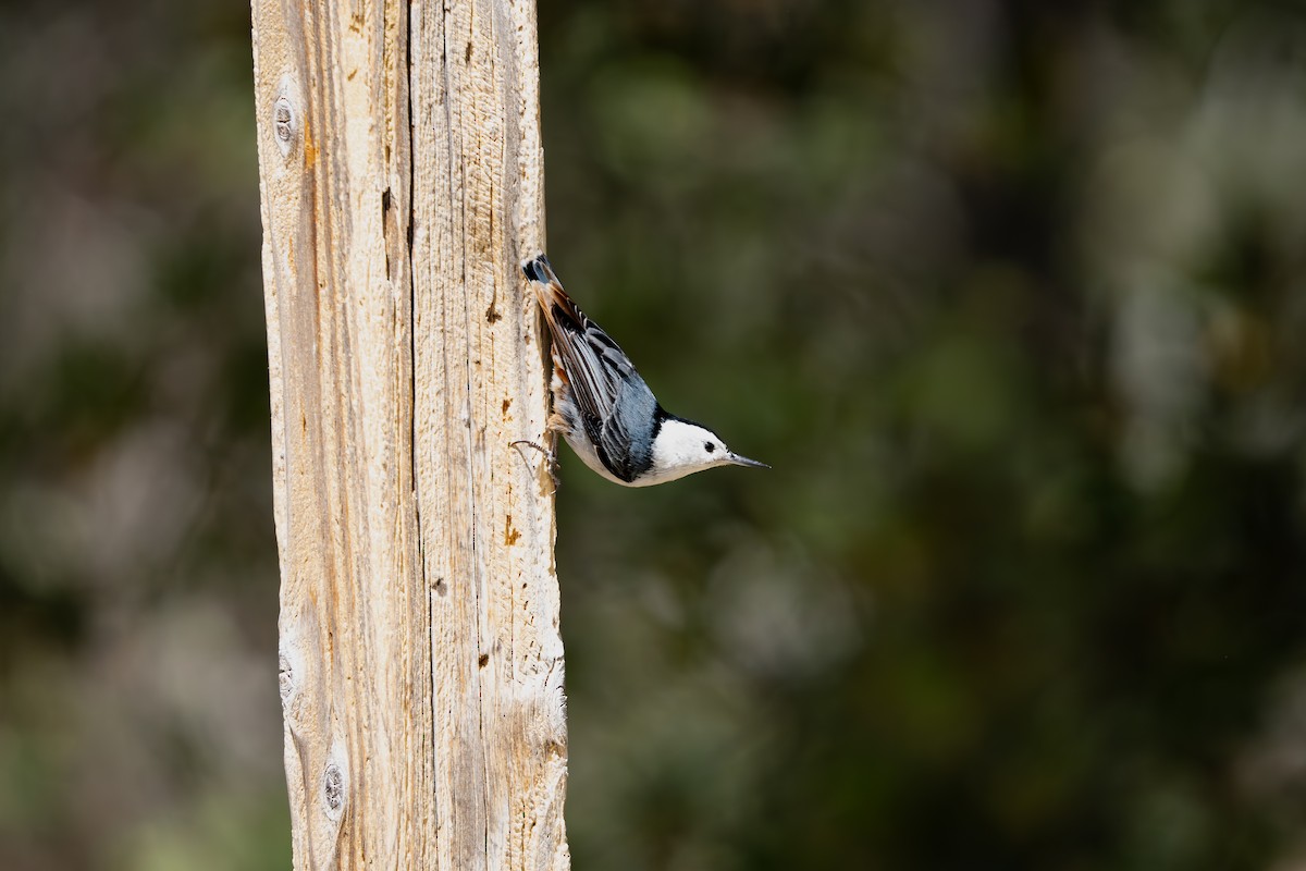 White-breasted Nuthatch (Interior West) - ML618640100