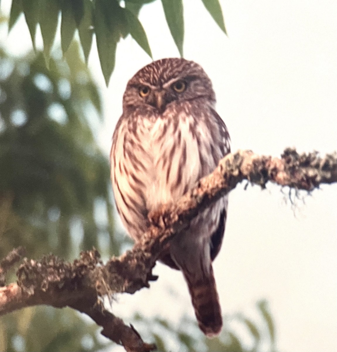 Ferruginous Pygmy-Owl - ML618640101