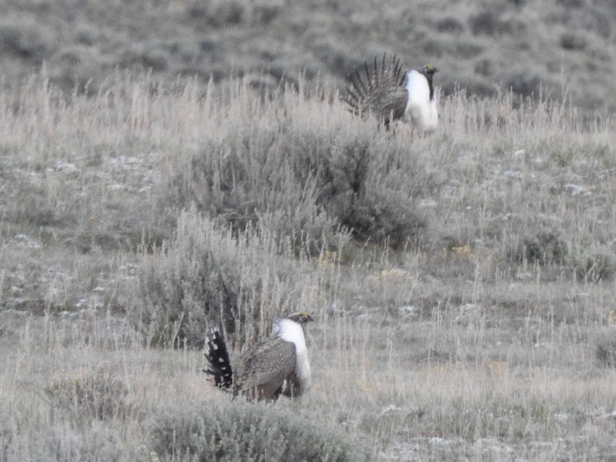 Greater Sage-Grouse - ML618640115