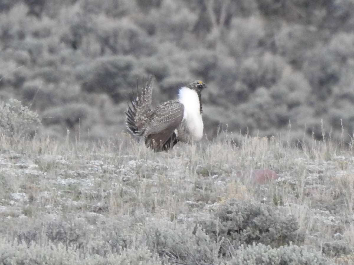 Greater Sage-Grouse - ML618640143