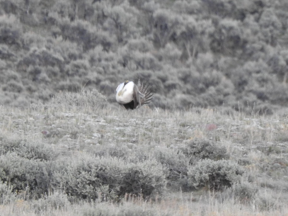 Greater Sage-Grouse - ML618640153