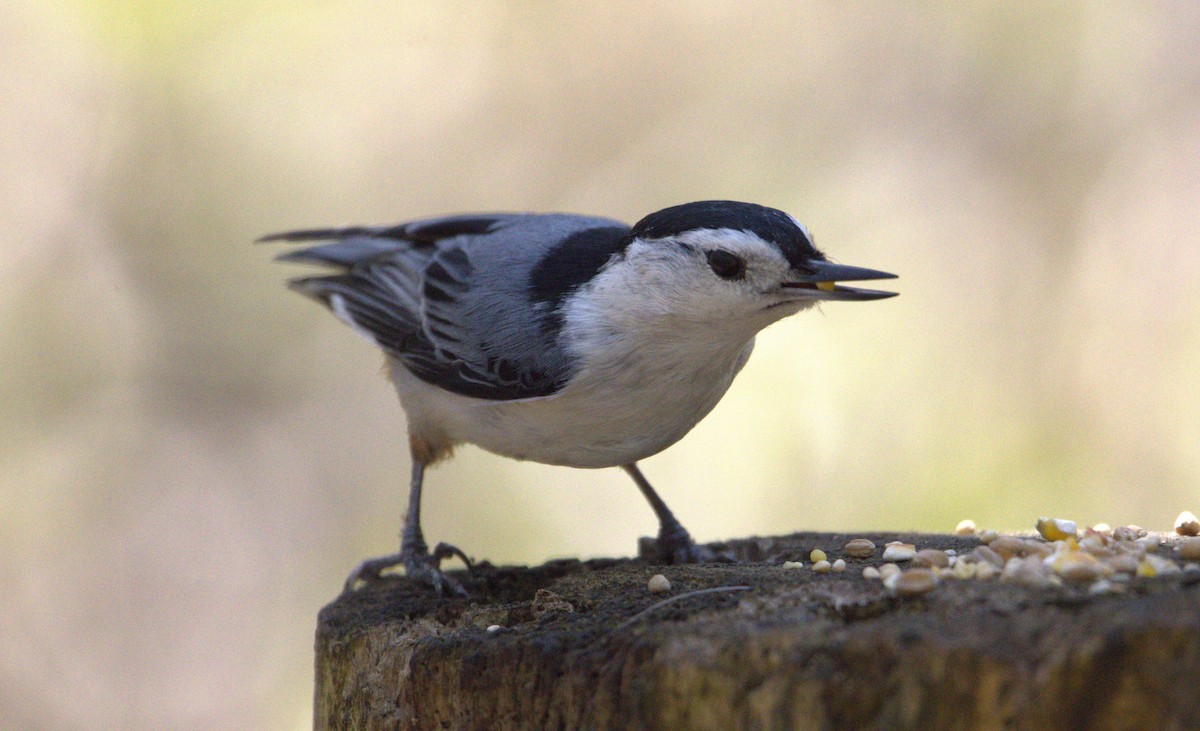 White-breasted Nuthatch - ML618640157