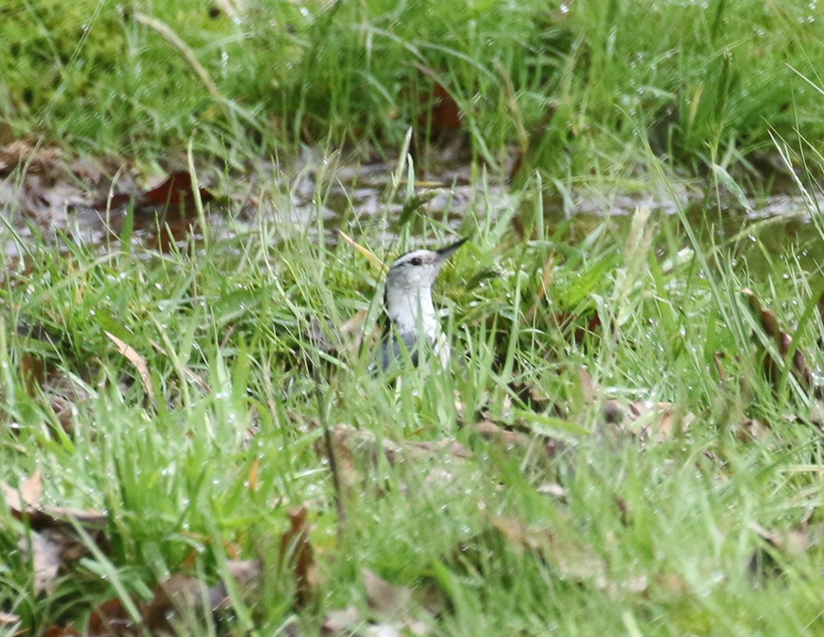 White-breasted Nuthatch - ML618640187