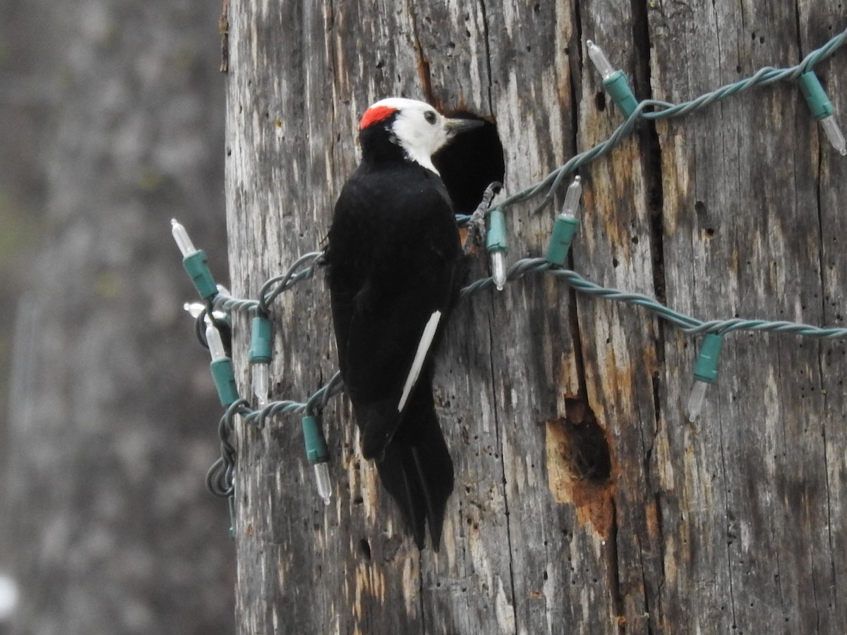 White-headed Woodpecker - ML618640242