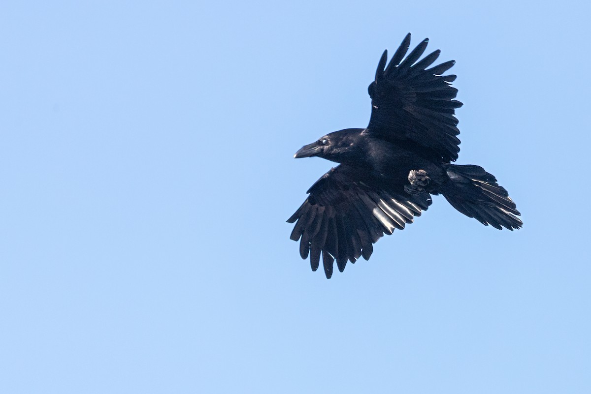 Common Raven - ML618640267