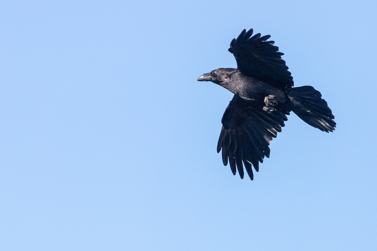 Common Raven - ML618640268