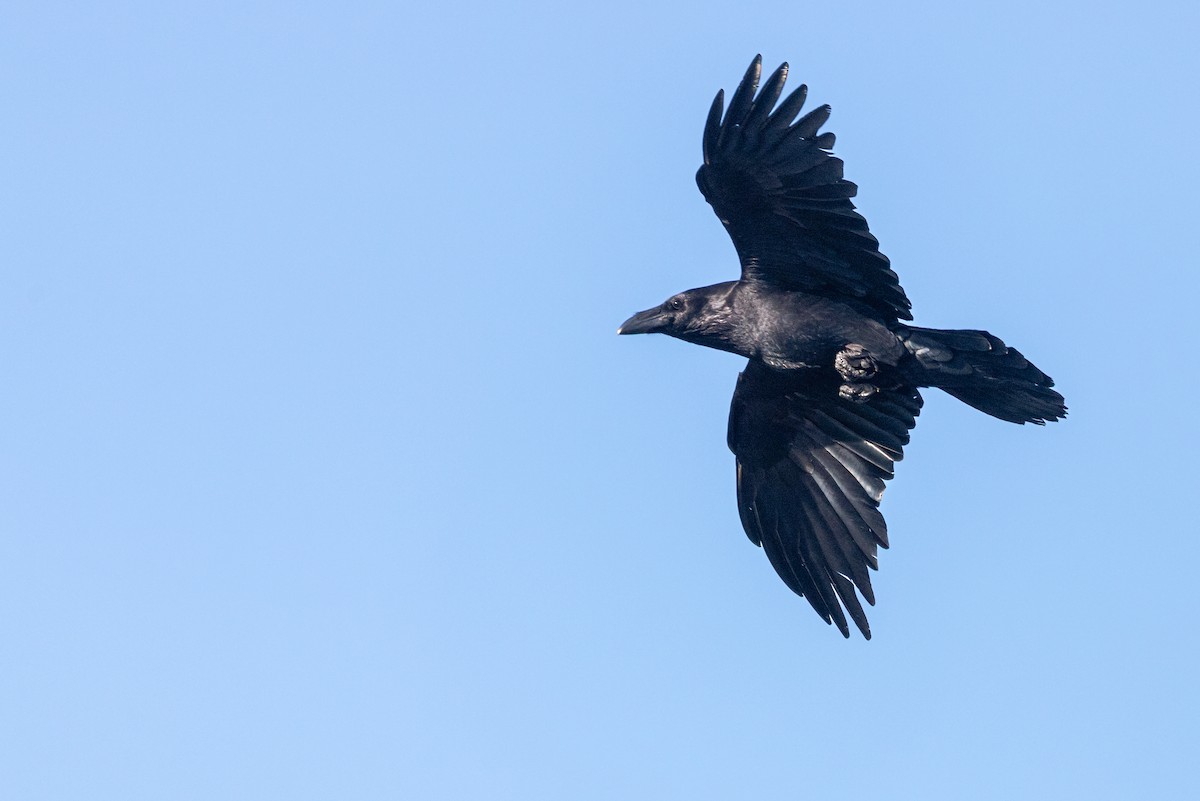 Common Raven - ML618640269
