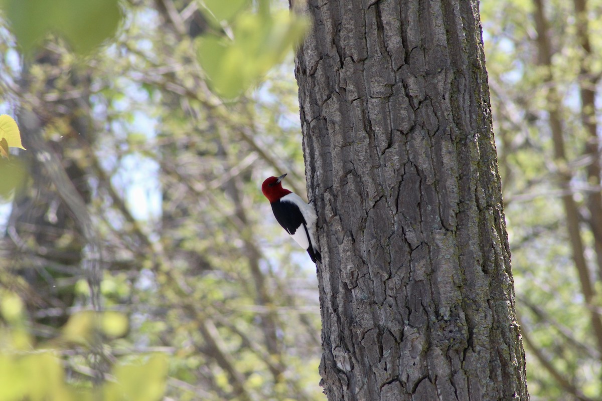 Red-headed Woodpecker - ML618640275