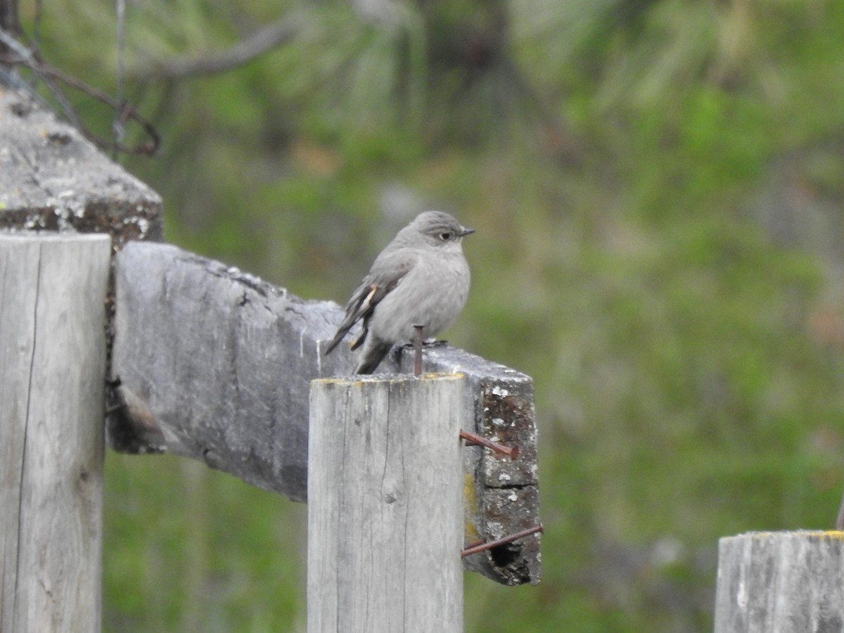 Townsend's Solitaire - ML618640310