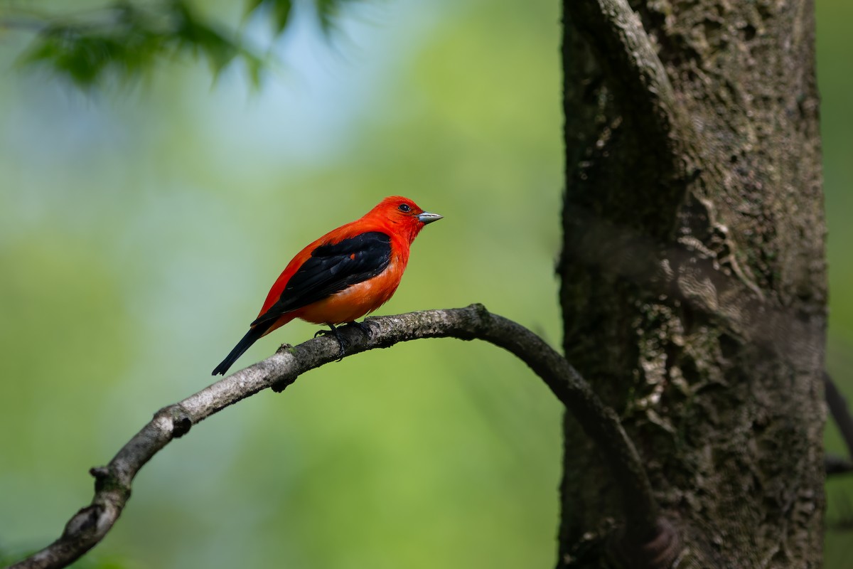 Scarlet Tanager - ML618640327
