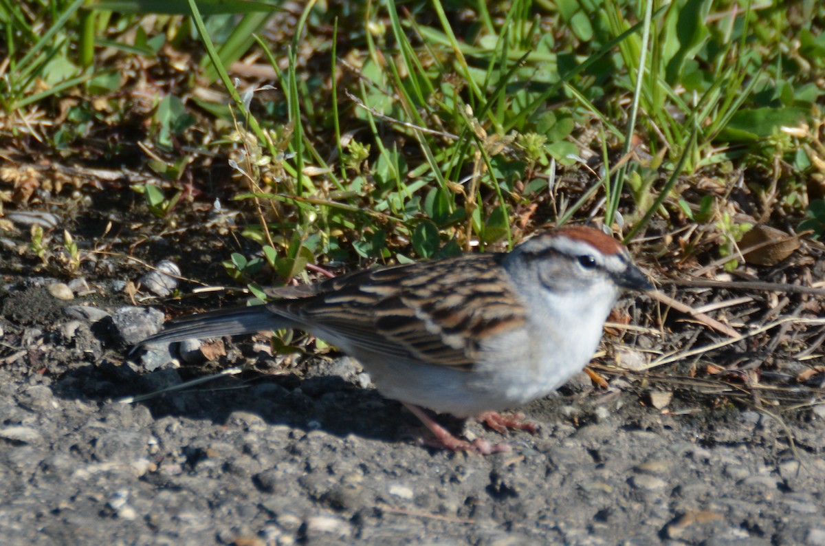 Chipping Sparrow - ML618640367