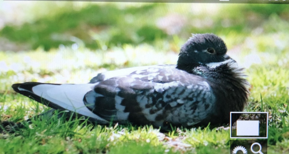 Rock Pigeon (Feral Pigeon) - ML618640385