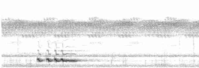 アフリカコノハズク（senegalensis） - ML618640471