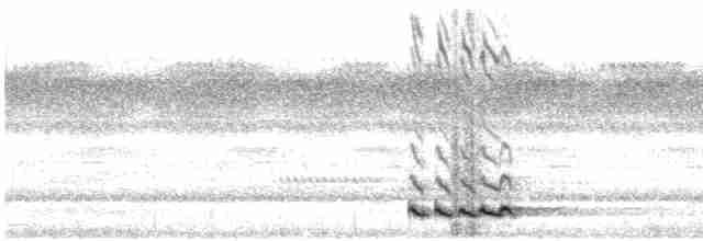 Afrika İshakkuşu (senegalensis) - ML618640476