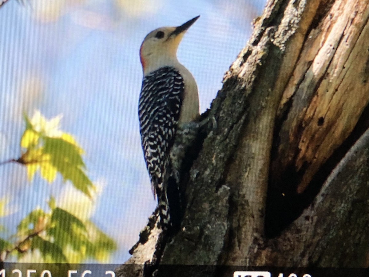 Red-bellied Woodpecker - ML618640492