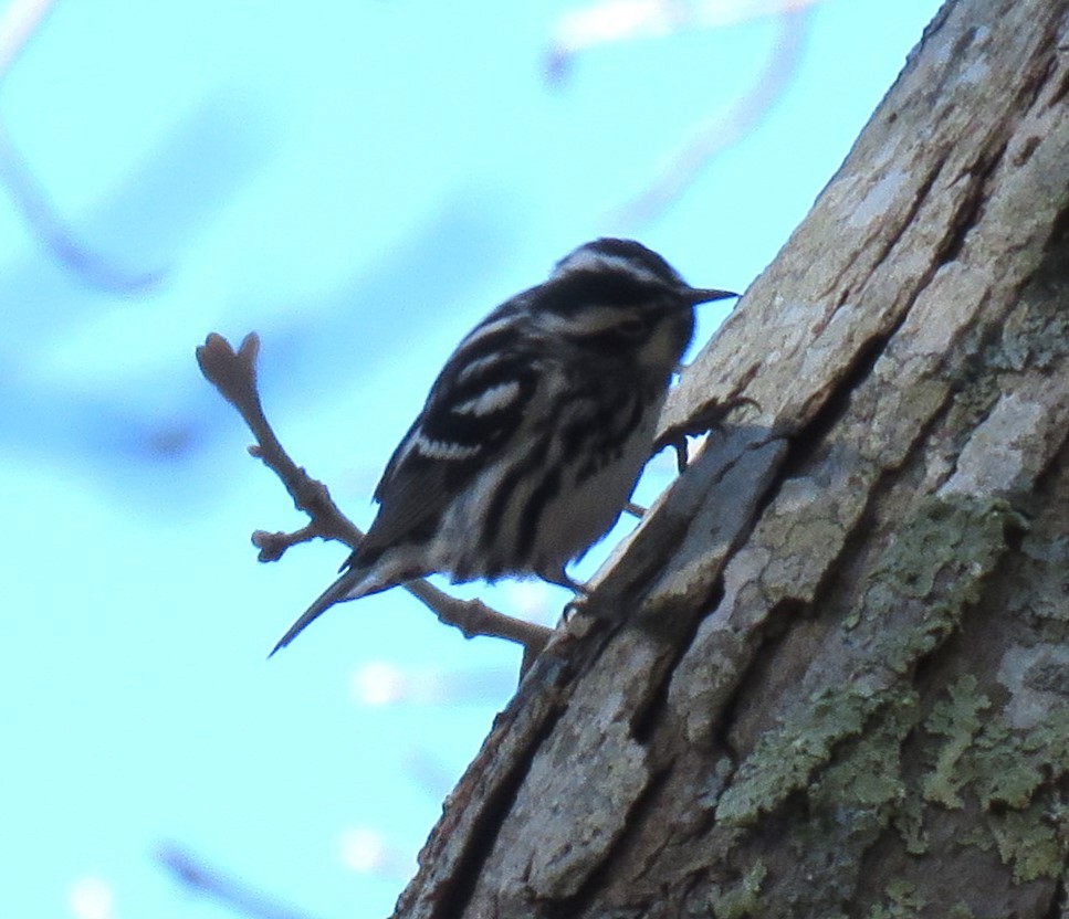 Black-and-white Warbler - ML618640496