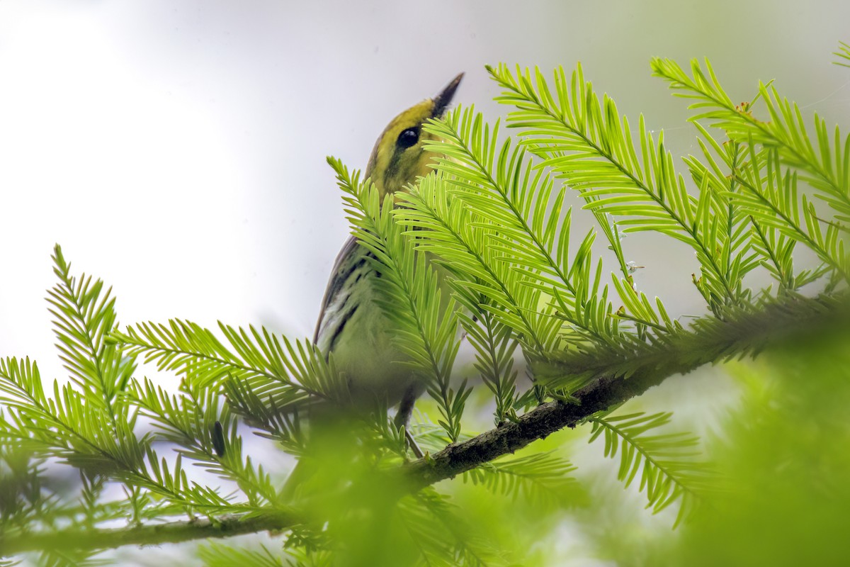 Black-throated Green Warbler - Dennis Miller