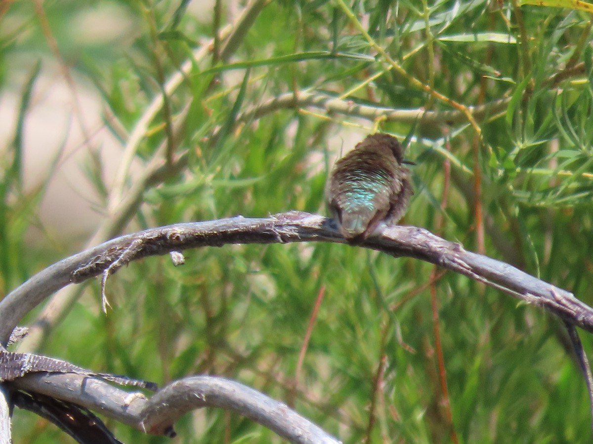 Costa's Hummingbird - ML618640544
