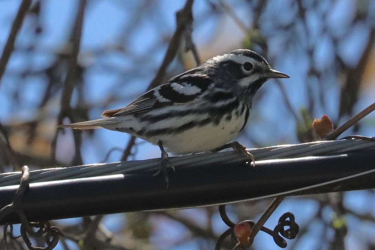 Black-and-white Warbler - ML618640546