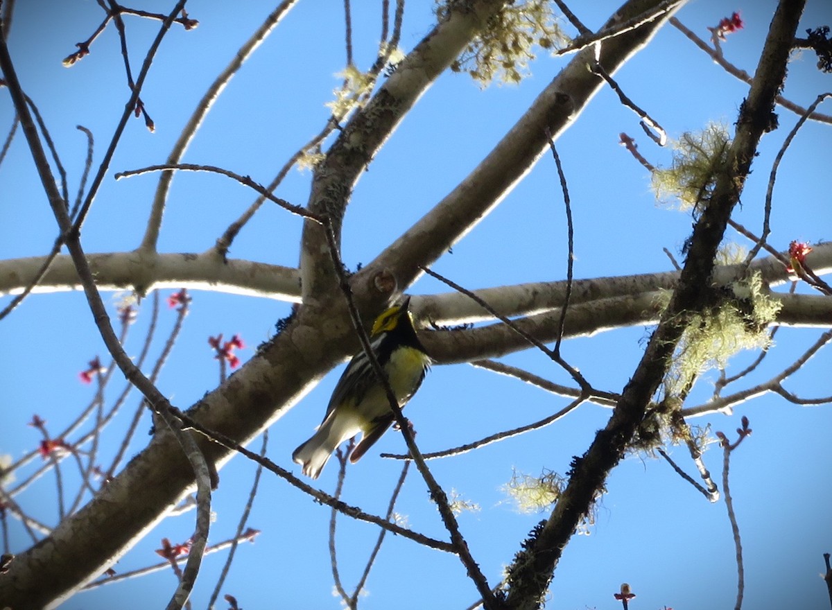 Black-throated Green Warbler - Bernie Brown