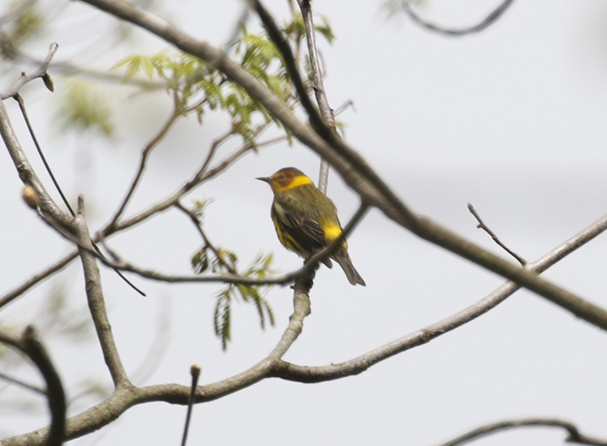 Cape May Warbler - ML618640655