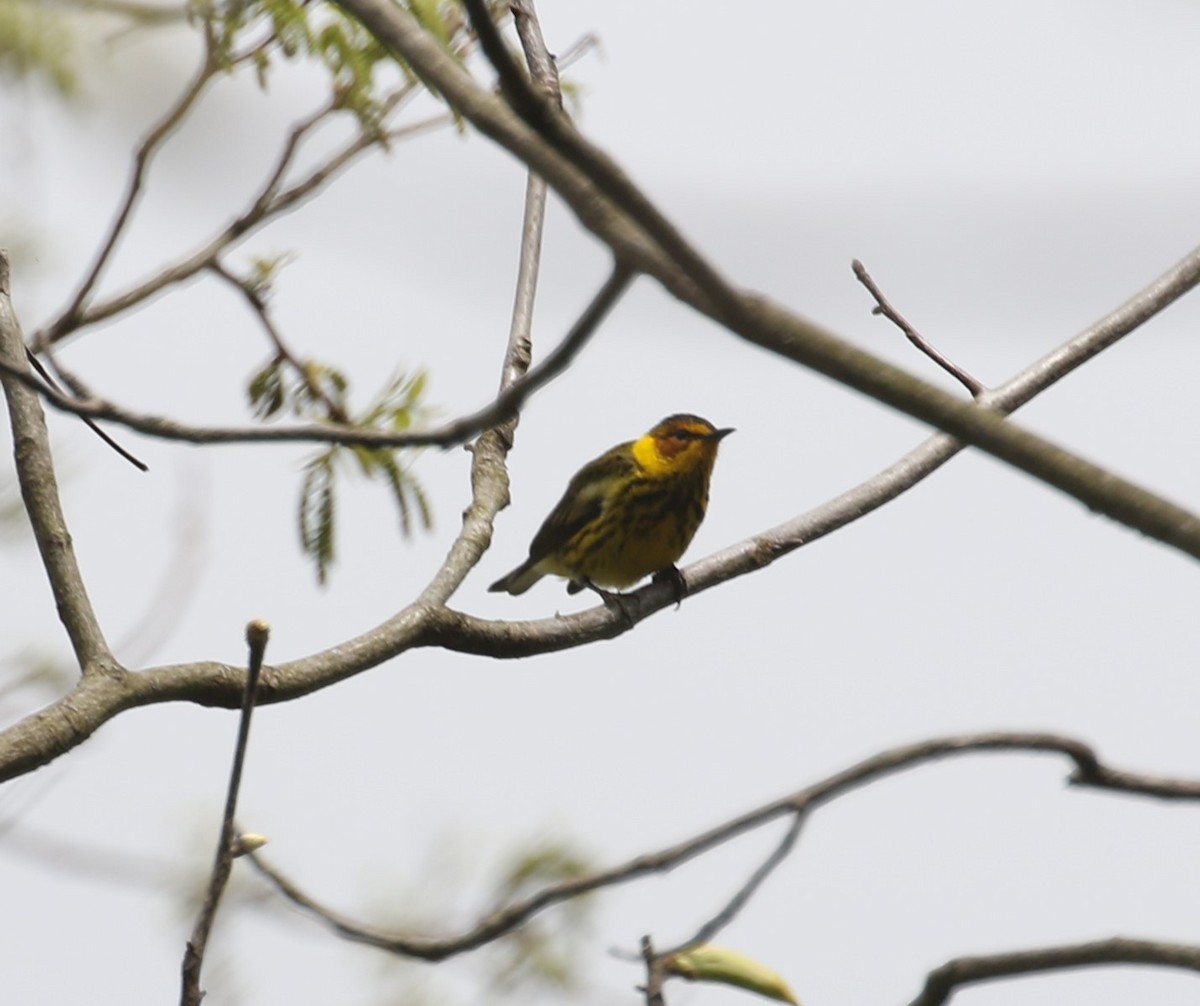 Cape May Warbler - ML618640658