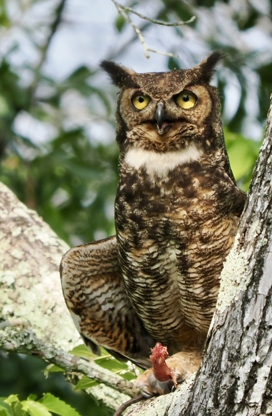 Great Horned Owl - ML618640689