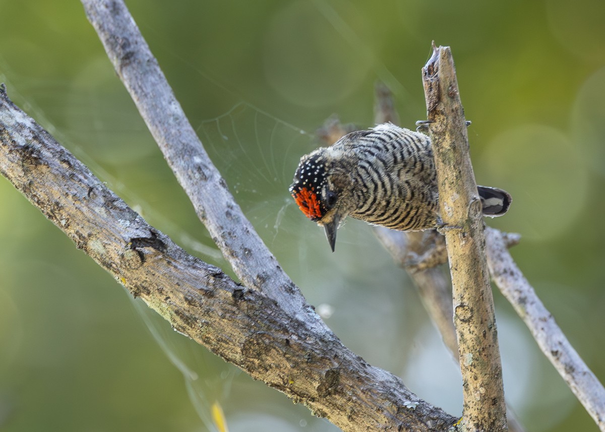 White-barred Piculet - ML618640708