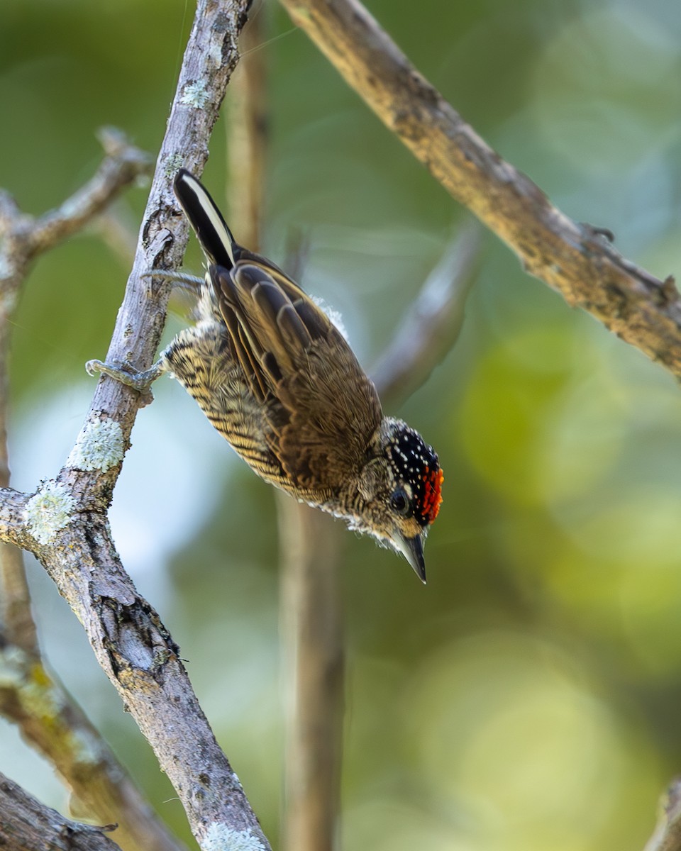 White-barred Piculet - ML618640709