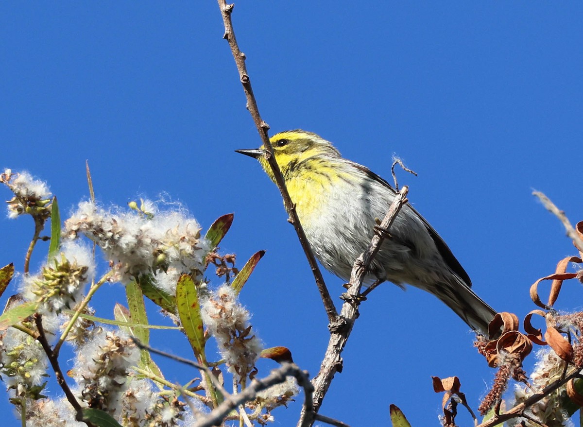 Townsend's Warbler - Tracy Drake