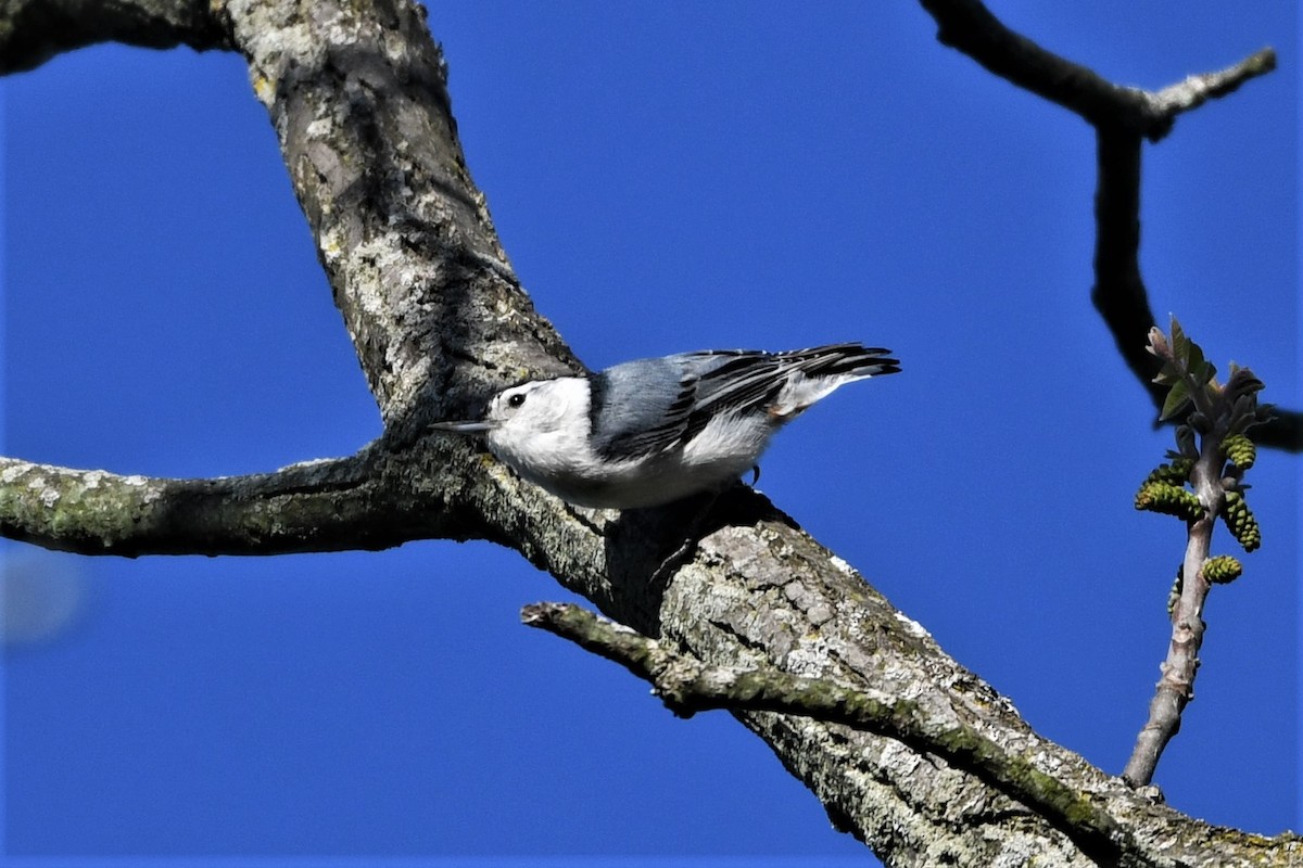 White-breasted Nuthatch - ML618640743