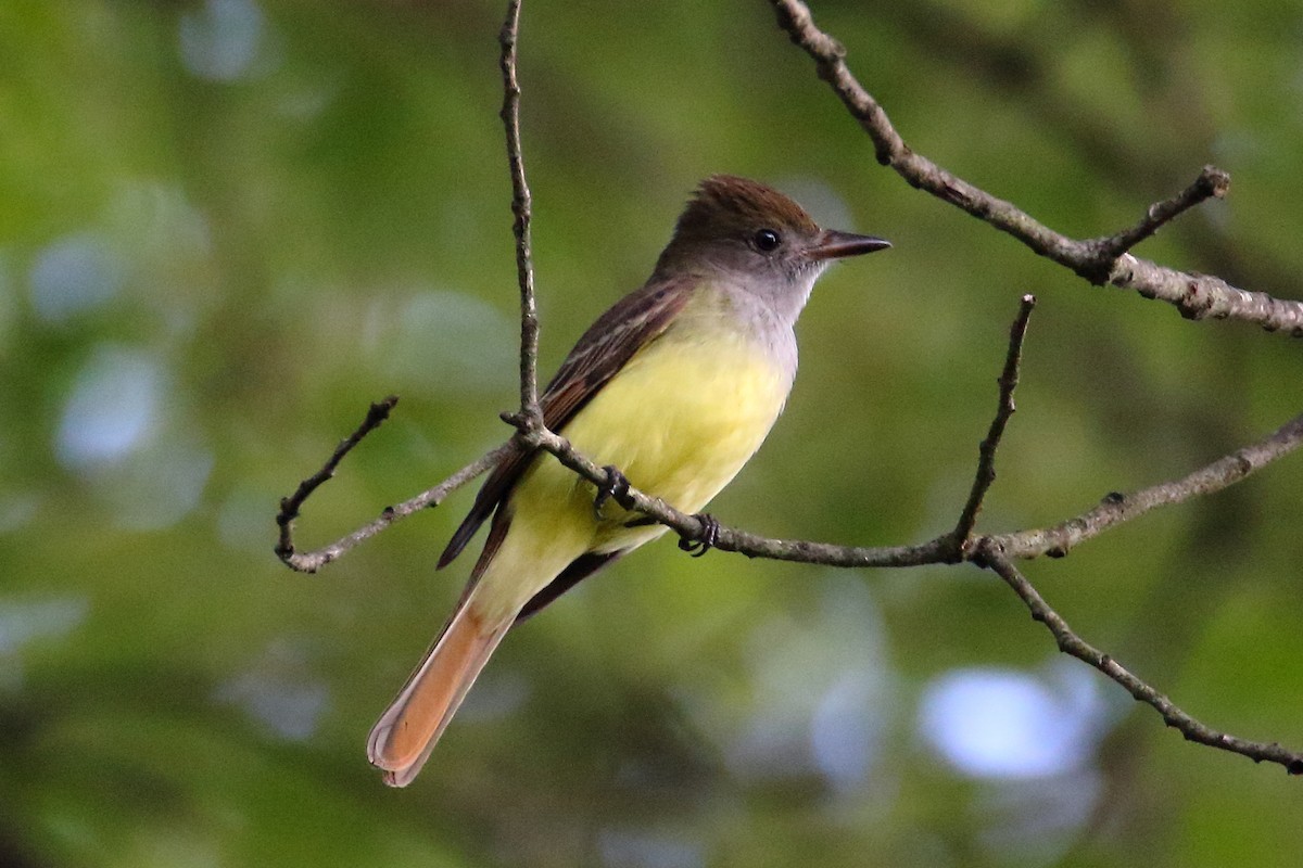 Great Crested Flycatcher - ML618640765