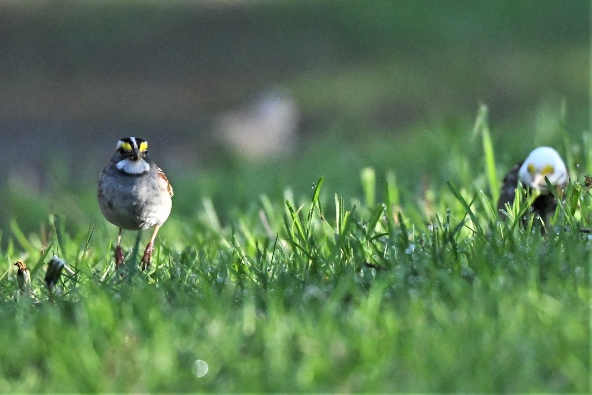 White-throated Sparrow - ML618640807