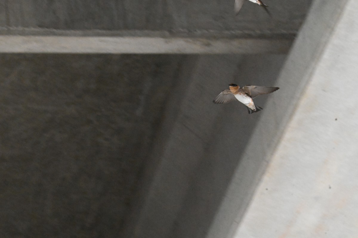 Cave Swallow - ML618640813