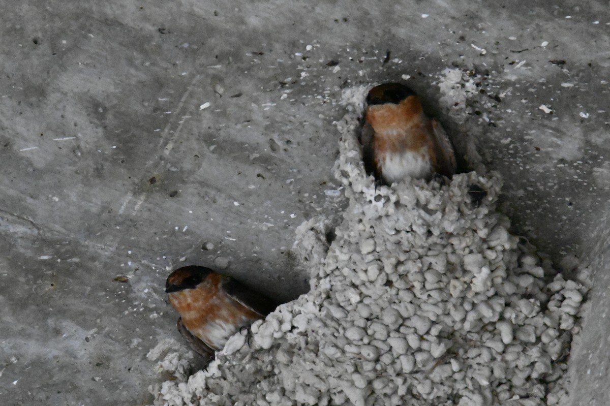 Cave Swallow - ML618640863