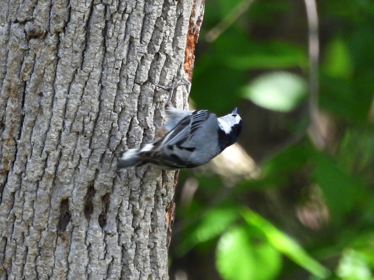 White-breasted Nuthatch - ML618640882