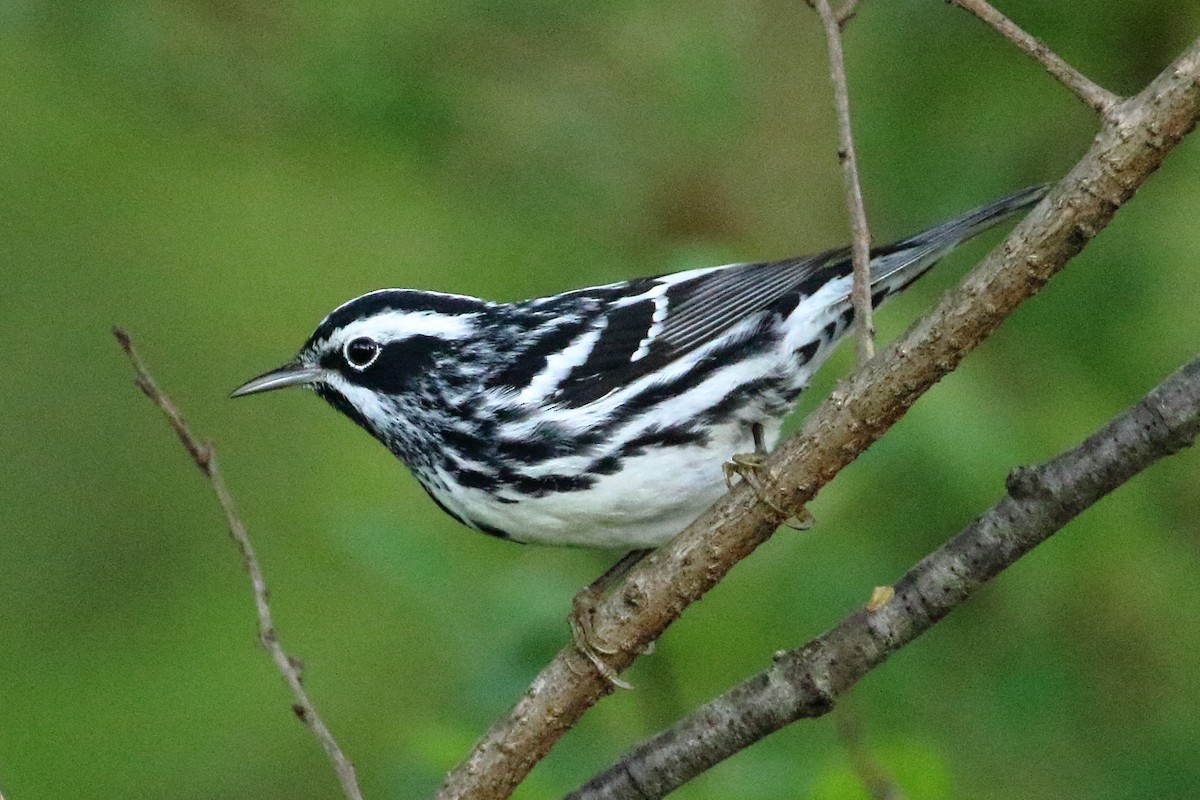 Black-and-white Warbler - ML618640895