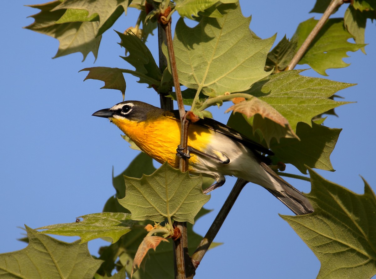 Yellow-breasted Chat - ML618640938