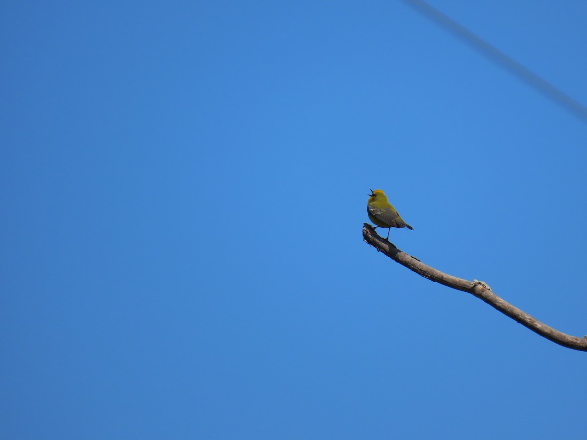 Blue-winged Warbler - John Gaglione