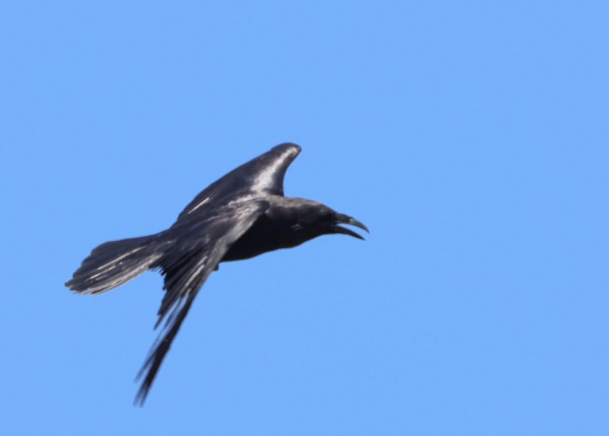 Common Raven - ML618640974