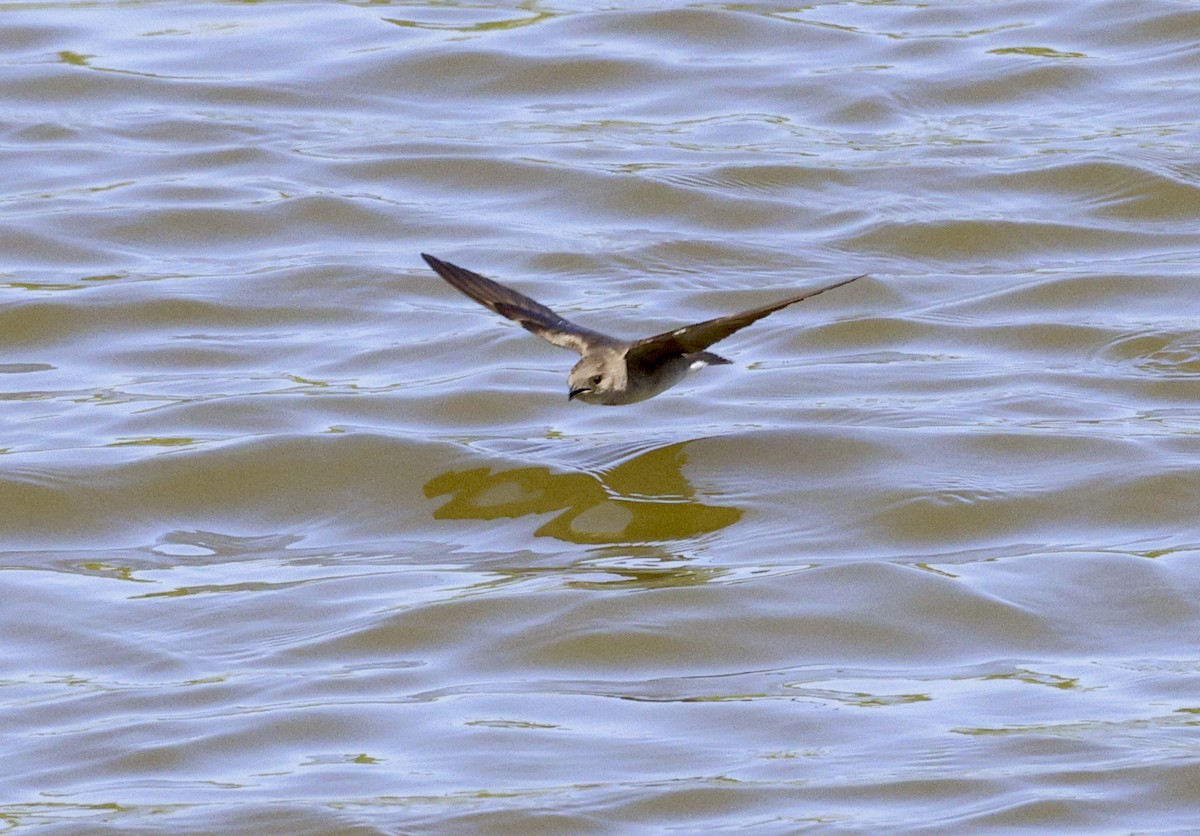 Northern Rough-winged Swallow - ML618640976