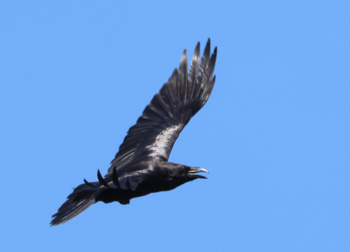 Common Raven - ML618640977