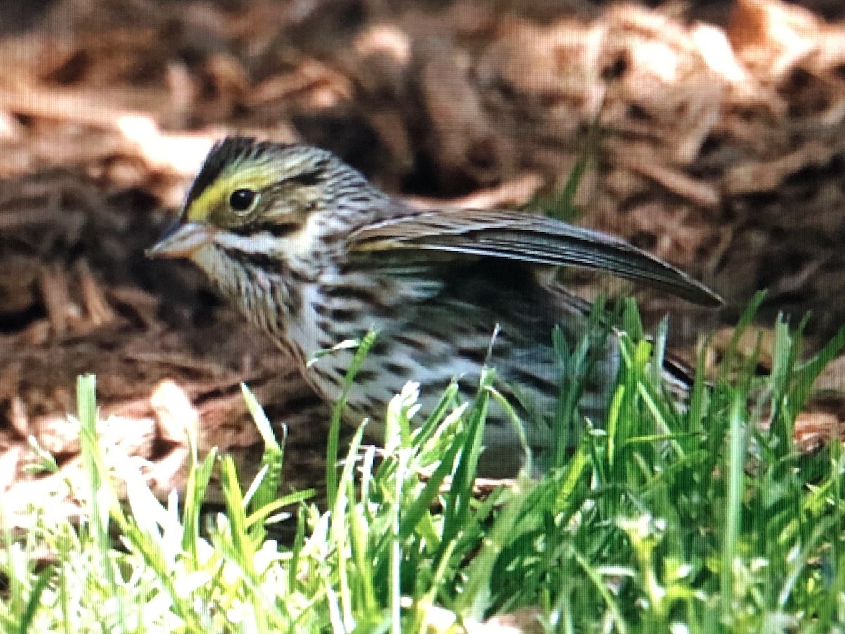 Savannah Sparrow (Savannah) - ML618641025