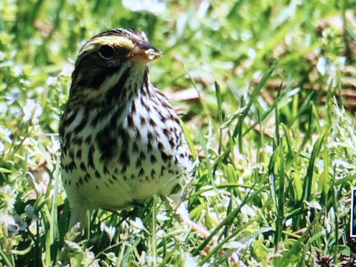Savannah Sparrow (Savannah) - ML618641026