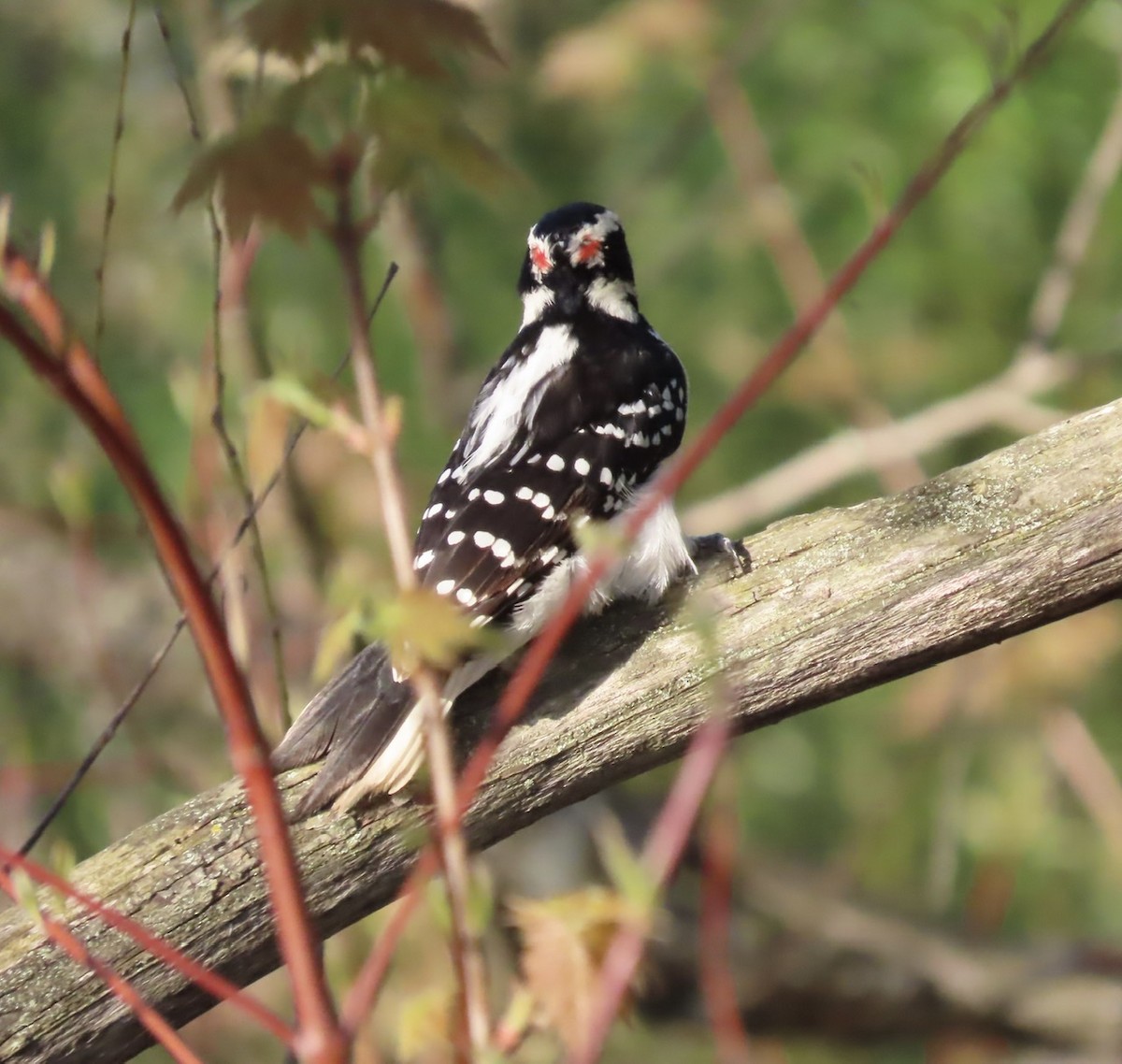 Hairy Woodpecker - Emily Dunning