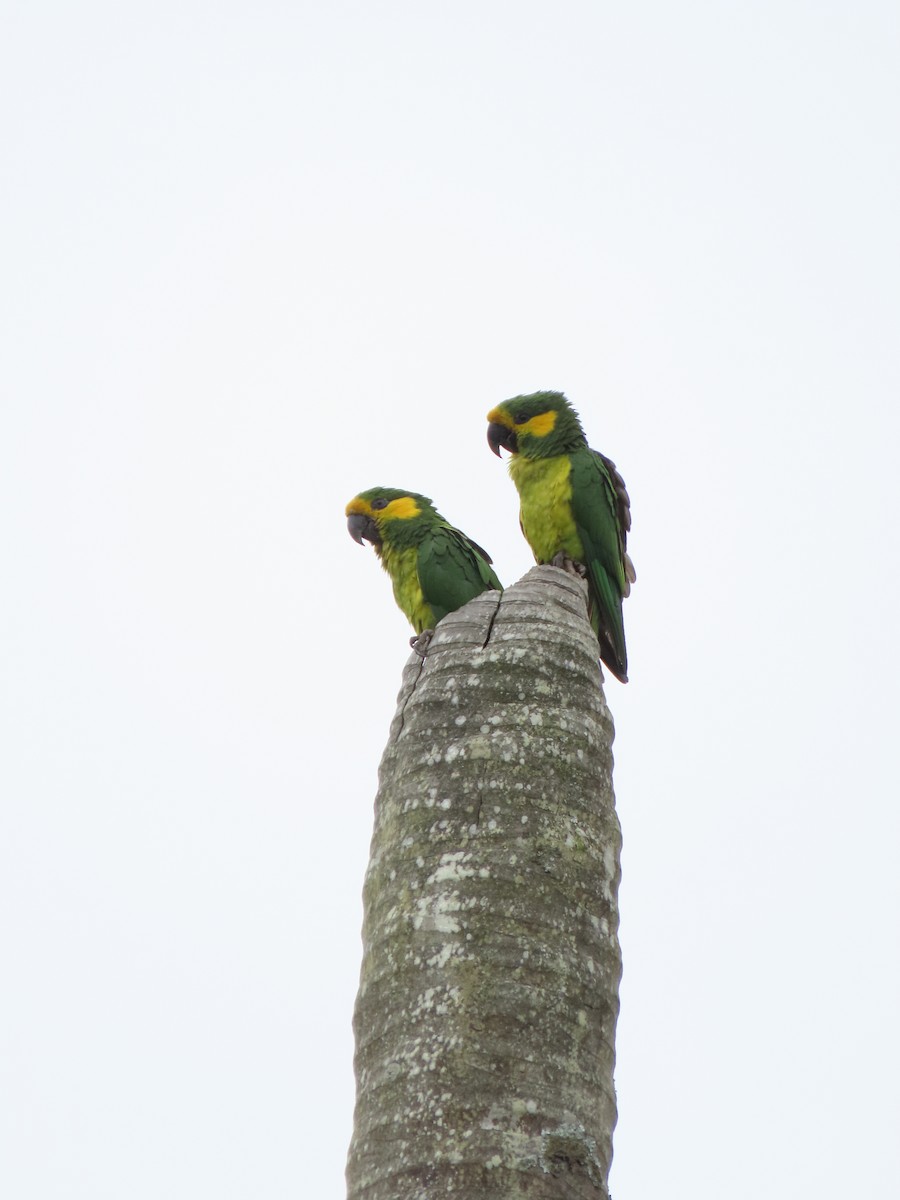 Yellow-eared Parrot - ML618641037