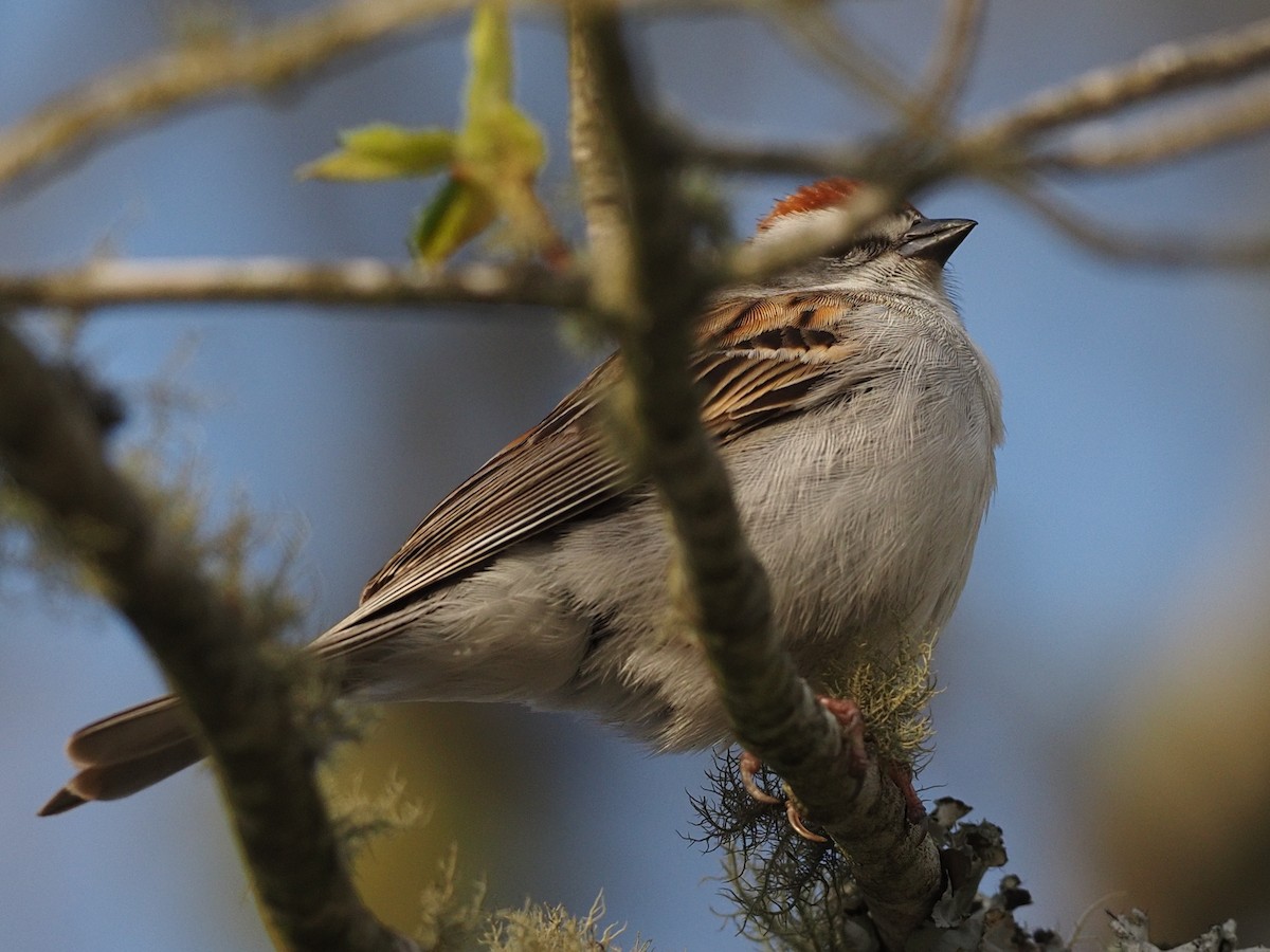 Chipping Sparrow - ML618641044