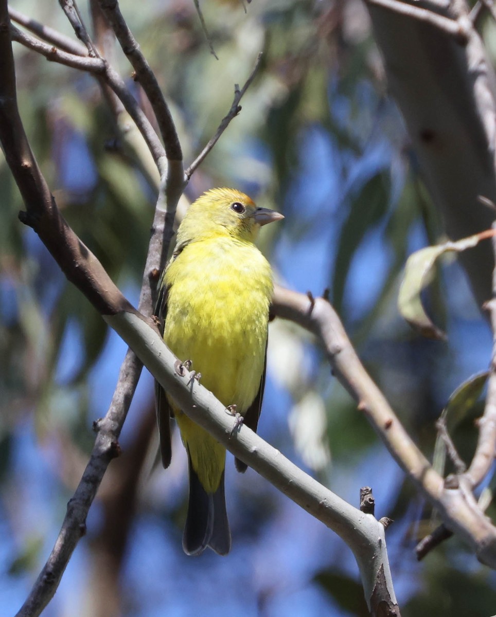 Western Tanager - ML618641099